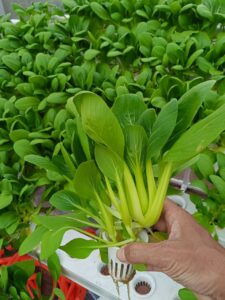 Dari Kangkung ke Pakcoy: SMPIT As-Syifa Konsisten Kembangkan Kebun Hidroponik