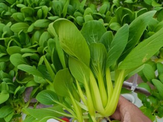 Dari Kangkung ke Pakcoy: SMPIT As-Syifa Konsisten Kembangkan Kebun Hidroponik